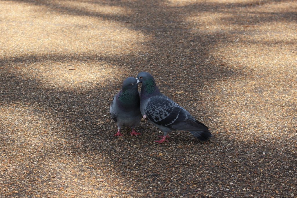 Pigeons de Londres