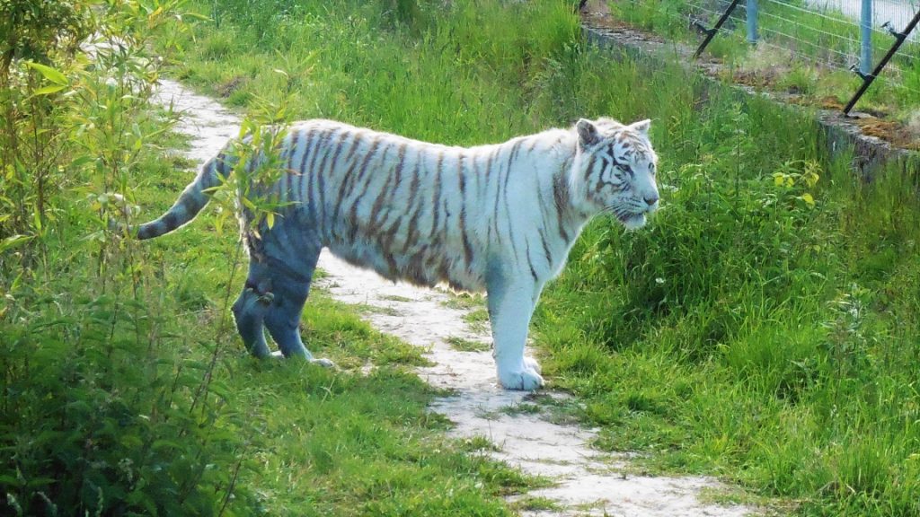 tigre blanc, Parc des Félins