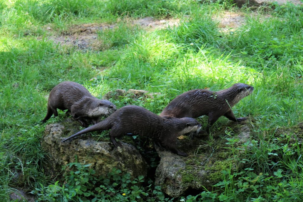 loutre zoo thoiry