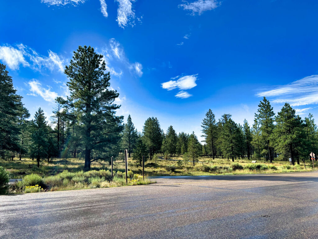 une route avec des arbres et de l'herbe à Bryce Canyon